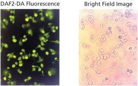 4,5-Diaminofluorescein diacetate solution 5&#160;mM in DMSO, &#8805;97% (HPLC)