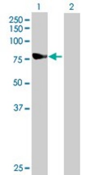 Anti-NDUFS1 antibody produced in mouse IgG fraction of antiserum, buffered aqueous solution