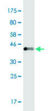 Monoclonal Anti-EVL, (C-terminal) antibody produced in mouse clone 1D6, purified immunoglobulin, buffered aqueous solution