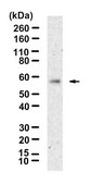 Anti-METTL4 Antibody, clone 2I6 ZooMAb&#174; Rabbit Monoclonal recombinant, expressed in HEK 293 cells