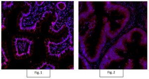 Anti-Active-&#946;-Catenin Antibody, clone 8E7, Alexa Fluor&#8482; 555 clone 8E7, from mouse, ALEXA FLUOR&#8482; 555
