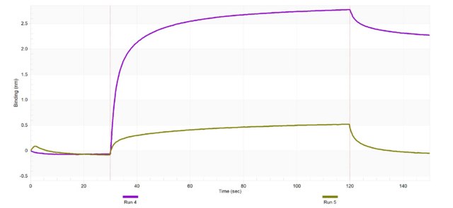 Anti-TRPM7 Antibody, clone 1B7 ZooMAb&#174; Rabbit Monoclonal recombinant, expressed in HEK 293 cells