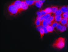 Anti-TDP-43 antibody produced in rabbit ~1.5&#160;mg/mL, affinity isolated antibody, buffered aqueous solution