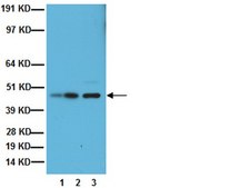 Anti-Growth Associated Protein 43 Antibody, clone 9-1E12 clone 9-1E12, Chemicon&#174;, from mouse