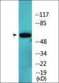 Anti-phospho-CDC25A (pSer124) antibody produced in rabbit affinity isolated antibody