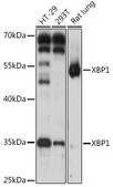 Anti-XBP1 antibody produced in rabbit