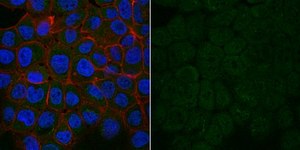 Anti-Dynein Antibody, IC, cytosolic, clone 74.1, Alexa Fluor&#8482; 488 Conjugate clone 74.1, from mouse, ALEXA FLUOR&#8482; 488