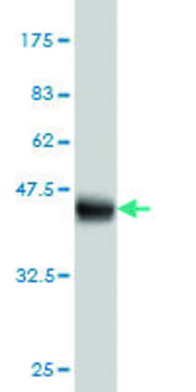 Monoclonal Anti-IFITM3 antibody produced in mouse clone 4C8-1B10, purified immunoglobulin, buffered aqueous solution