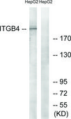 Anti-Integrin &#946;4 antibody produced in rabbit affinity isolated antibody