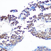 Anti-JAB1/CSN5/COPS5 antibody produced in rabbit