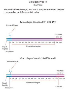 Human Collagen Type IV 1&#160;mg/mL, solution, BioReagent, suitable for cell culture
