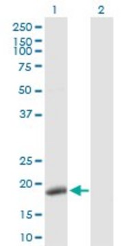 Anti-POLE3 antibody produced in rabbit purified immunoglobulin, buffered aqueous solution
