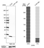 Anti-CSTB antibody produced in rabbit Prestige Antibodies&#174; Powered by Atlas Antibodies, affinity isolated antibody, buffered aqueous glycerol solution