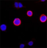 ANTI-FLAG&#174; M2 antibody, Mouse monoclonal Clone M2, purified from hybridoma cell culture in bioreactor