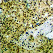 Anti-phospho-Cyclin C (pSer275) antibody produced in rabbit affinity isolated antibody
