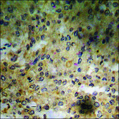 Anti-phospho-BCL-2 (pSer70) antibody produced in rabbit affinity isolated antibody