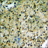 Anti-phospho-Cyclin D3 (pThr283) antibody produced in rabbit affinity isolated antibody