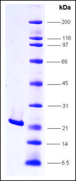 FGF-2 human recombinant, expressed in insect cells, &#8805;85% (SDS-PAGE)