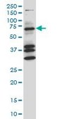 Monoclonal Anti-COIL antibody produced in mouse clone 4B8, ascites fluid