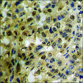 Anti-phospho-Arrestin 1 (pSer412) antibody produced in rabbit affinity isolated antibody