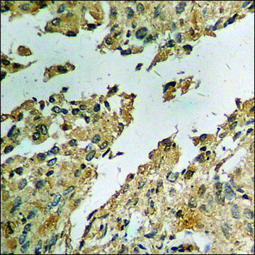 Anti-phospho-c-Jun (pSer63) antibody produced in rabbit affinity isolated antibody