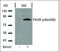 Anti-phospho-FOXO1 (pSer256) antibody produced in rabbit affinity isolated antibody