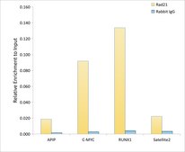 Anti-Rad21 Antibody, clone 9H0H6, Rabbit Monoclonal