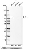 Anti-MCM4 antibody produced in rabbit Prestige Antibodies&#174; Powered by Atlas Antibodies, affinity isolated antibody, buffered aqueous glycerol solution