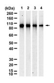 Anti-VCP Antibody, clone 1L10 ZooMAb&#174; Rabbit Monoclonal recombinant, expressed in HEK 293 cells