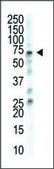 Anti-USP11 (C-term) antibody produced in rabbit IgG fraction of antiserum, buffered aqueous solution