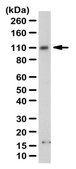Anti-GluR1 Antibody from rabbit, purified by affinity chromatography