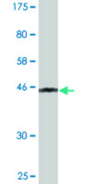 Monoclonal Anti-PMCH antibody produced in mouse clone 1D1, purified immunoglobulin, buffered aqueous solution