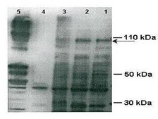 Anti-PPARGC1A antibody produced in rabbit affinity isolated antibody