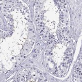 Anti-QRICH2 antibody produced in rabbit Prestige Antibodies&#174; Powered by Atlas Antibodies, affinity isolated antibody