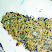 Anti-phospho-Cyclin D1 (pThr286) antibody produced in rabbit affinity isolated antibody