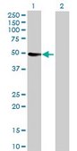Anti-CYP3A4 antibody produced in rabbit IgG fraction of antiserum, buffered aqueous solution