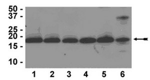 ChIPAb+ Histone H3 (CT) - ChIP Validated Antibody and Primer Set, rabbit monoclonal culture supernatant, from rabbit