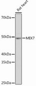 Anti-MEK7 antibody produced in rabbit