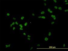 Monoclonal Anti-RCC1 antibody produced in mouse clone 2F1, purified immunoglobulin, buffered aqueous solution