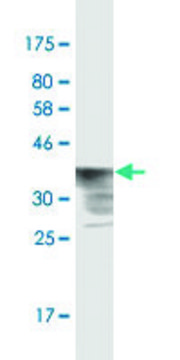 Monoclonal Anti-POLR2A, (N-terminal) antibody produced in mouse clone IF17, purified immunoglobulin, buffered aqueous solution