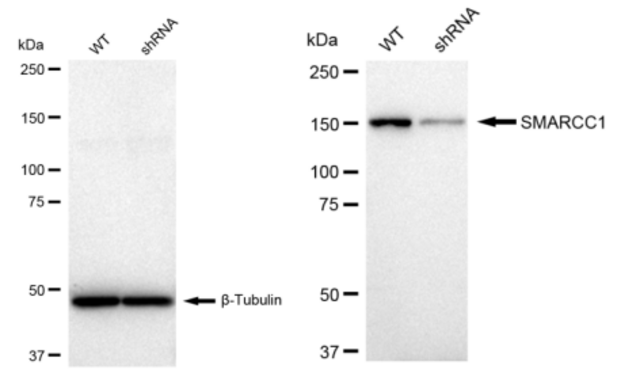 KD-Validated Anti SMARCC1 Antibody, clone 23GB4165, Rabbit Monoclonal clone 23GB4165, recombinant rabbit monoclonal, expressed in HEK293 cells