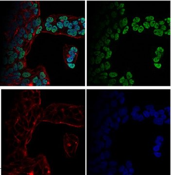 Anti-dimethyl-Histone H3 (Lys4) Antibody, Alexa Fluor&#8482; 488 conjugate from rabbit, ALEXA FLUOR&#8482; 488