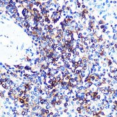 Anti-HLA-DQA1 antibody produced in rabbit