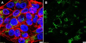 Anti-TIM-3/HAVCR2 Antibody, clone 2B7-L1 ZooMAb&#174; Rabbit Monoclonal recombinant, expressed in HEK 293 cells
