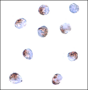 Anti-PDCD5 antibody produced in rabbit affinity isolated antibody, buffered aqueous solution