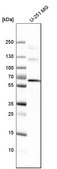 Anti-USP14 antibody produced in rabbit Prestige Antibodies&#174; Powered by Atlas Antibodies, affinity isolated antibody, buffered aqueous glycerol solution