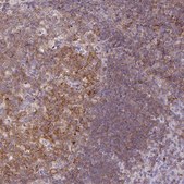 Anti-CD80 antibody produced in rabbit Prestige Antibodies® Powered by Atlas Antibodies, affinity isolated antibody, buffered aqueous glycerol solution