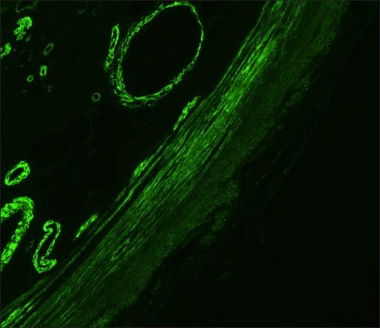 Anti-Mouse IgG (Fc specific)–FITC antibody produced in goat affinity isolated antibody, buffered aqueous solution