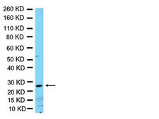 Anti-Nkx-3.1 Antibody Chemicon&#174;, from rabbit
