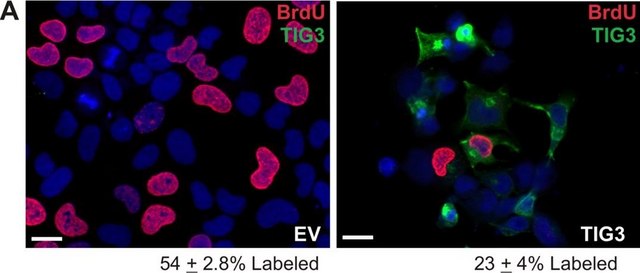 Monoclonal Anti-BrdU antibody produced in mouse clone BU-33, ascites fluid, Immunohistology Grade